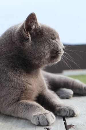 British Short Hair cat resting on garden decking. A domestic cat of a British shorthair breed with yellow eyesの写真素材