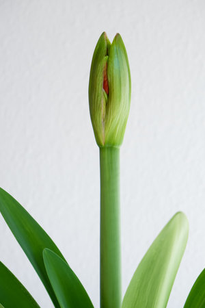Photography of a Bud of Lily Flower on a white background. Green stem and leaf.の写真素材