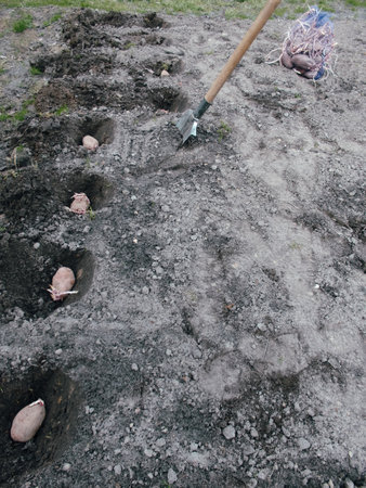 Planting potatoes on farm, organic farming concept. Process of planting potato field. Sowing organic...
