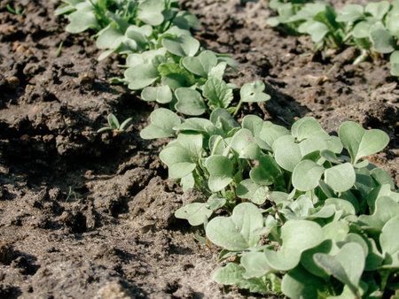 Young Radish Sprout. Soil with seedling sprouts. Cultivated radish field, earth day concept, plant in the ground, green world.の写真素材