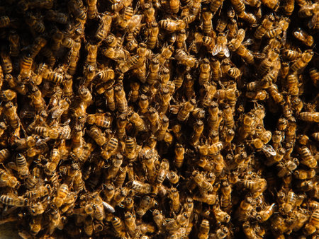 beekeeping background. selective focus. close up of bees. Swarm of bees, their thousands and the...