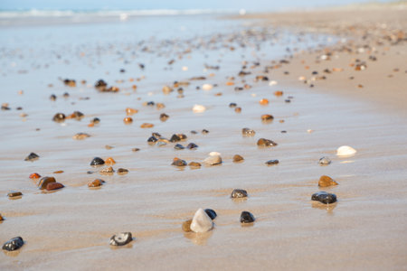 Pebbles and shells on the white sand of a Scandinavian beach. Surf of the North Sea. Traveling, trip.の写真素材