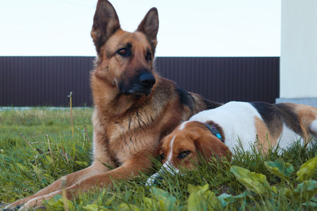 Two Dog best friends playing together outdoor. Lying on the back together. best friends.の写真素材