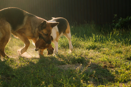 Two dogs fighting with each other. aggressive dogs. dog attack. german shepherd
