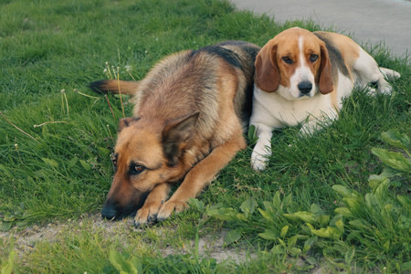 Two Dog best friends playing together outdoor. Lying on the back together. best friends.の写真素材