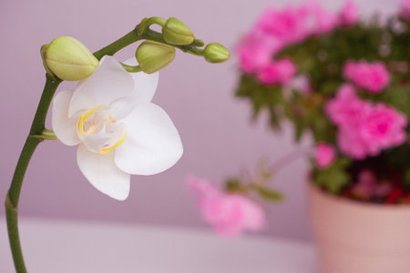 Creamy white southern magnolia flower blossom. Stem with magnolia flower. Close up photo of flower. Floral composition decorative background.の写真素材