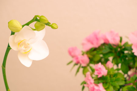 Creamy white southern magnolia flower blossom. Stem with magnolia flower. Close up photo of flower. Floral composition decorative background.の写真素材