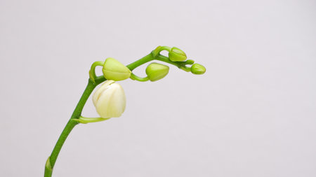 Beautiful magnolia flower bud on white background. Close up photo of flower on white background.の写真素材