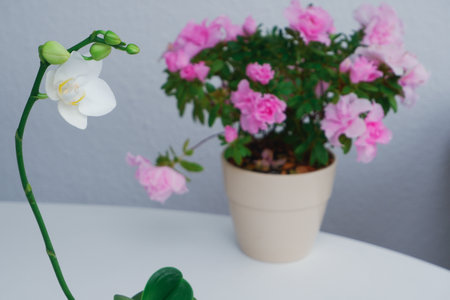 Creamy white southern magnolia flower blossom. Stem with magnolia flower. Floral composition decorative background.の写真素材