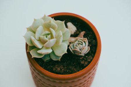 Succulent in a pot. Cactus succulent flower closeup, copyspace. Summer green botanical floral decoration.の写真素材