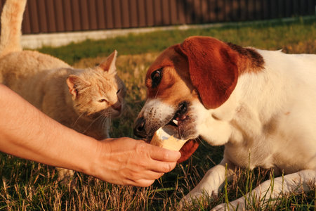 Estonian hound dog eats Ice-cream in a waffle horn. Red arrogant cunning cat wants to take away ice cream. Selective focus of woman hand give a dog licking ice cream at sunset.の写真素材