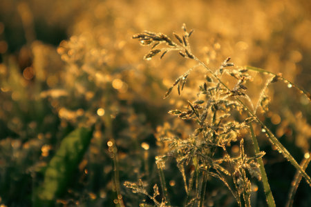 Grasses grow against the light on a meadow in summer. Wildflowers at sunset. Spikes grass at sunset. Golden light illuminating some herbs.の写真素材