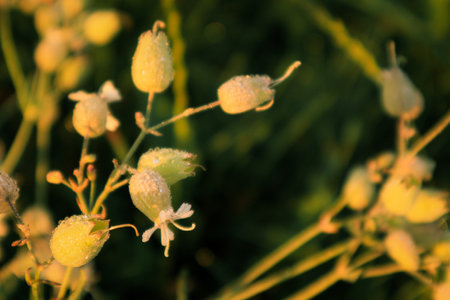 Beautiful wildflowers on a green meadow. Warm summer evening. Wildflowers at sunset. Autumn close up landscape.の写真素材