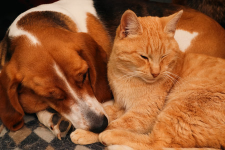 Dog and ginger cat sleep together. Friendship of pets. Cute animals are on the bed. Best friends.の写真素材