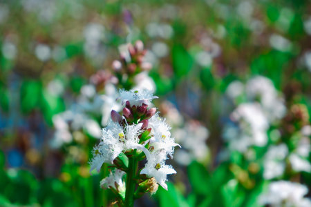 Common bogbean flowers (Menyanthes trifoliata) flowering near the pond in spring. View of Lake with Bogbean.の写真素材