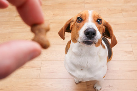 A cute beagle dog receives tasty food as a reward for completing a command. Dog gets a treat as a reward. Theme of dog's feed.の写真素材