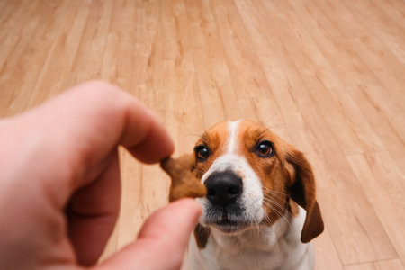 Man giving his dog treat reward after an obedience training. Lifestyle photo with copy space. Daily activities with PET friend, POVの写真素材