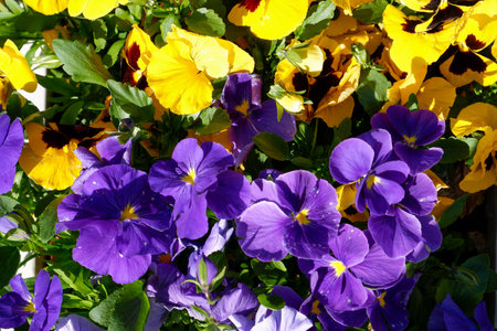 Viola tricolor in the flowerbed, wild pansy. Yellow and blue flowers.の写真素材