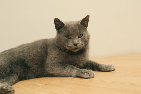 Theme of pets. A large lazy shorthaired British gray cat lies on a wooden floor. Close-up of cat sleeping on floorの写真素材