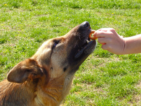 The dog receives a reward for completing the command. Dog training. Crop of female hand offering treat cookie to obedientの写真素材