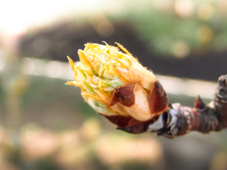 Pear blossom in spring in the garden. Blooming of flowering tree branch of pear. Spring background.