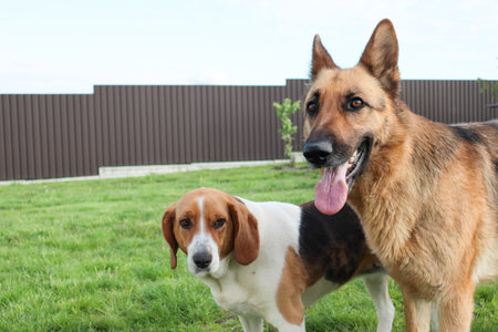 Furry friends Estonian hound and German shepherd dog walking in a summer meadow. Dogs on the grass...