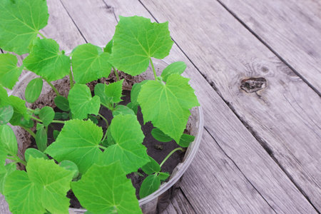 Cucumber seedlings. Cucumis sativus. Young seedlings of cucumber in a pot.の写真素材