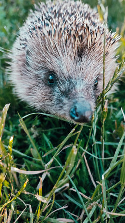 Hedgehog in the garden. The European hedgehog (Erinaceus europaeus)の写真素材