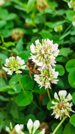 Close-up of a bee collecting nectar from a white clover flower. Close-up a honey bee pollinating and collects nectar from clover flowers on a sunny summer dayの写真素材