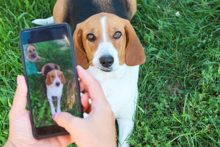 A woman takes a photo of her pet beagle on her phone. Photographing your pet dog.の写真素材