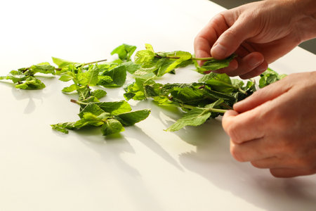 Collecting medicinal herbs. Men's hands laying out mint stems and leaves for drying. View on man hands with herbs. Fresh homemade greens from the gardenの写真素材