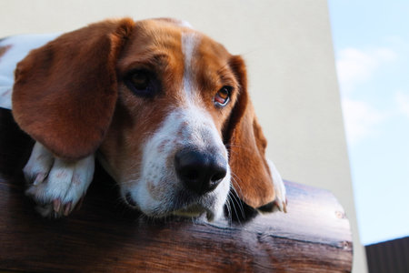 Adorable beagle dog lying on the wooden Bench. Sad and bored looking laying down Beagle. A Beagle dog is captured in a funny positionの写真素材