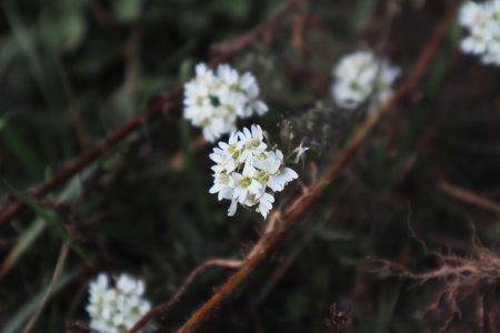 Wild flowers in autumn blooming. Floral background. White beautiful and delicate flower.の写真素材
