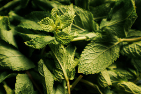 Fresh organic aromatic mint background. Green mint leaves, space for your text. Ecology organic...