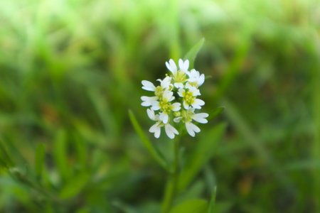 Wild flowers in autumn blooming. Floral background. White beautiful and delicate flower.の写真素材