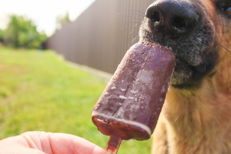 Closeup of dog eating ice cream. Pet eats Ice-cream. Dog eating ice cream outdoors. Playful Dog Eagerly Licking Ice Cream.の写真素材