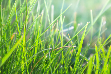 Grass with the backlight of sunlight in the sunset times. Backlit shot. Closeup shot of bristle grass illuminated by the sunshine. Soft, brown, dry grass seed headsの写真素材