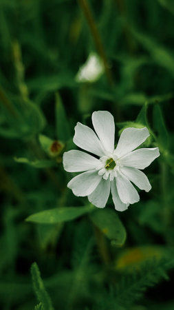 Wild flowers in autumn blooming. Floral background. White beautiful and delicate flower.の写真素材