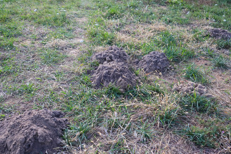 Soil of a molehill in the garden. Molehill and lawn.の写真素材