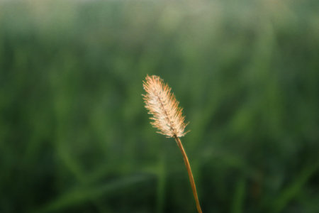 Grass with the backlight of sunlight in the sunset times. Backlit shot. Closeup shot of bristle grass illuminated by the sunshine. Soft, brown, dry grass seed headsの写真素材