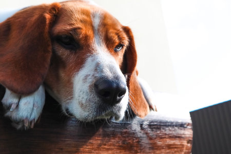 A cute dog beagle is lying. Closeup of a beagle's face highlighting its nose. Close-Up Of Dog Noseの写真素材