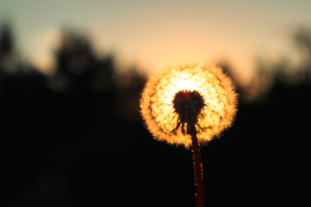 Dandelion in the sunset rays. Dandelions shining in the last rays of sunset. Fluffy dandelions glow in the rays of sunlight at sunsetの写真素材