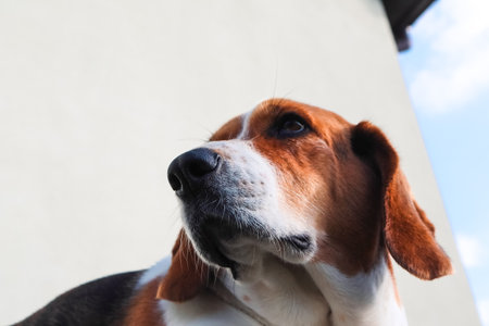 A cute dog beagle is lying. Closeup of a beagle's face highlighting its nose. Close-Up Of Dog Noseの写真素材