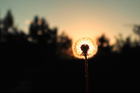 Dandelion in the sunset rays. Dandelions shining in the last rays of sunset. Fluffy dandelions glow in the rays of sunlight at sunsetの写真素材