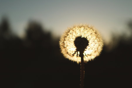 Dandelion in the sunset rays. Dandelions shining in the last rays of sunset. Fluffy dandelions glow in the rays of sunlight at sunsetの写真素材
