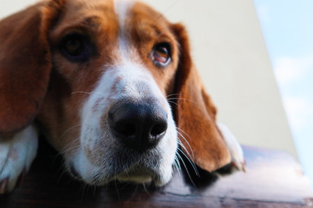 A cute dog beagle is lying. Closeup of a beagle's face highlighting its nose. Close-Up Of Dog Noseの写真素材