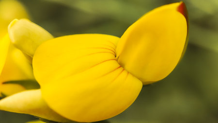 Little yellow wild flower with grass texture background. Little yellow wild flowers in autumn steps.の写真素材