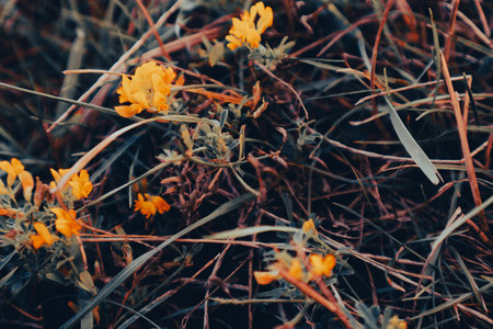 Little yellow wild flower with grass texture background. Little yellow wild flowers in autumn steps.