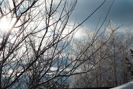 Winter landscape with trees covered with frost. Winter Landscape with frozen Trees and sky.の写真素材