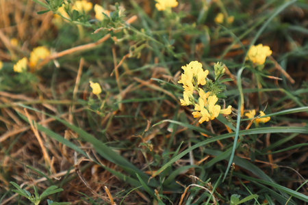 Little yellow wild flower with grass texture background. Little yellow wild flowers in autumn steps.の写真素材